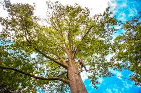 Best Tree Maintenance Programs  in Calverton Park, MO