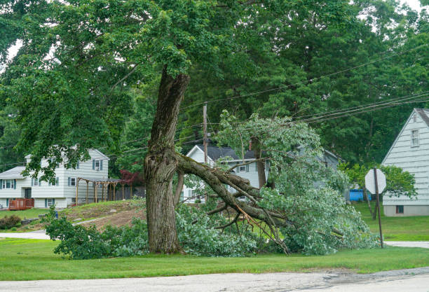 Best Arborist Consultation Services  in Calverton Park, MO