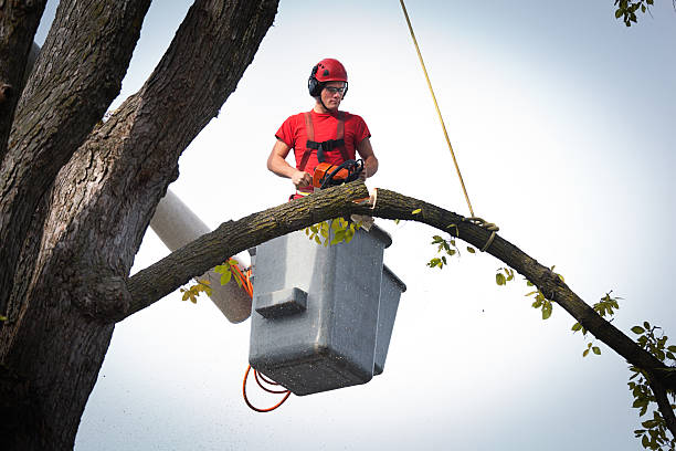 Tree Services